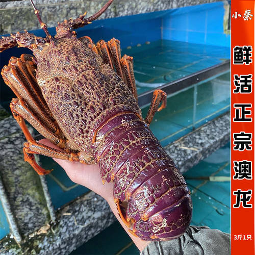 鲜活澳龙 海鲜水产超大澳龙澳洲大龙虾澳大利亚大奥龙红龙3斤1只 - 封面