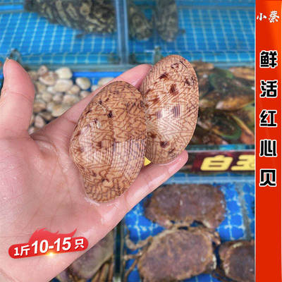 鲜活红心贝海鲜贝类水产新鲜野生大海螺芒果螺活鲜青口贝1斤500g