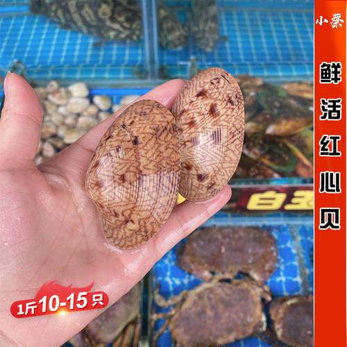 鲜活红心贝海鲜贝类水产新鲜野生大海螺芒果螺活鲜青口贝1斤500g
