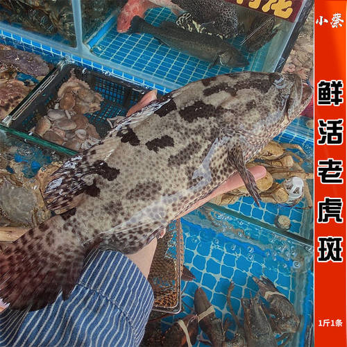 鲜活正宗老虎斑海鲜水产深海活海鱼东星斑老鼠斑石斑青斑龙胆1斤