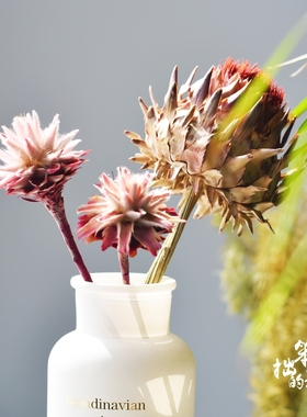 进口干花真花高端花束配花北欧紫色餐桌摆设花民宿装饰南非羽毛菊
