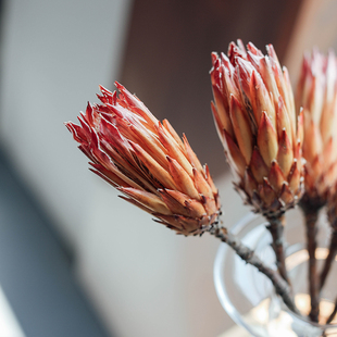 天然雪莲枝进口干花真花高端北欧复古餐桌办公桌装 饰摆件干燥花束