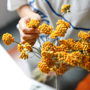 天然黄色干花花束diy材料配花配草装 饰摆件客厅摆设黄金纽扣真花