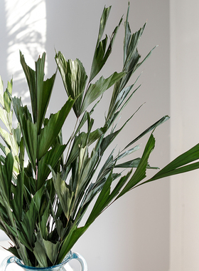 北欧风天然绿色干花真花鱼尾叶树叶花束配草软装搭配装饰绿叶植物