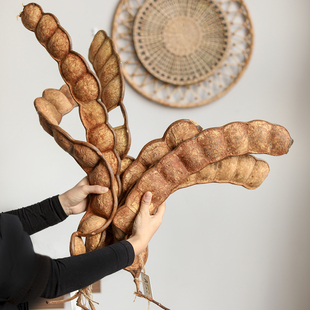 饰悬挂平安豆子 天然榼藤豆荚一物一拍巨型种子植物果实标本空间装