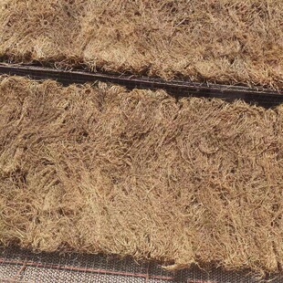 细辛东北长白山细参中草药灯盏草新鲜干货细辛根100g包邮净根农家