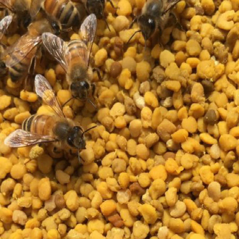 百花粉 蒲公英花粉 五味子花粉 各一斤 三斤包邮新鲜干食用蜂花粉