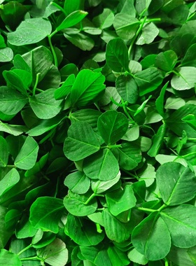 酒香草头 三叶菜 金花菜 苜蓿菜 秧草 当日采摘上海发货