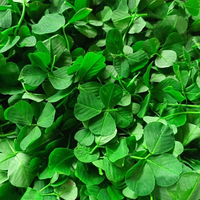 酒香草头 三叶菜 金花菜 苜蓿菜 秧草 当日采摘上海发货