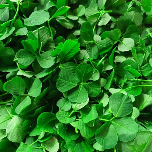 酒香草头 三叶菜 金花菜 苜蓿菜 秧草 当日采摘上海发货