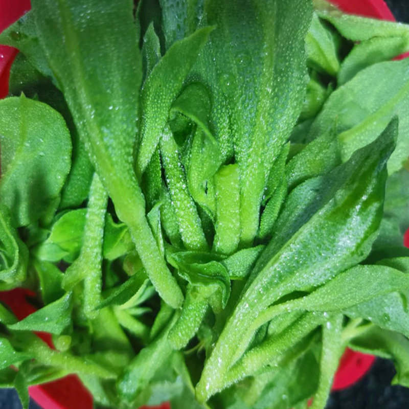 新鲜冰草 沙拉菜 绿色蔬菜叶菜瘦身塑身健身美食酒店饭店餐厅佳肴