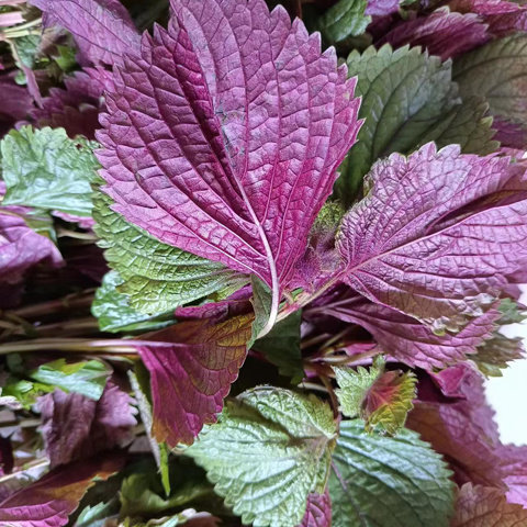 新鲜紫苏叶 鱼生 苏叶 子苏 紫苏茶 带杆 上海发货   24小时发
