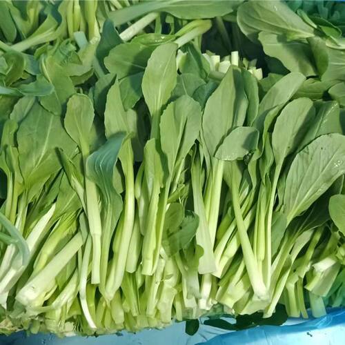 新鲜鸡毛菜 上海青 小青菜 清炒 凉拌 烧汤 上海直发