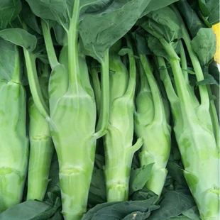 新鲜大芥兰鸡腿芥兰可生吃脆甜爽口绿色时令应季蔬菜带叶发