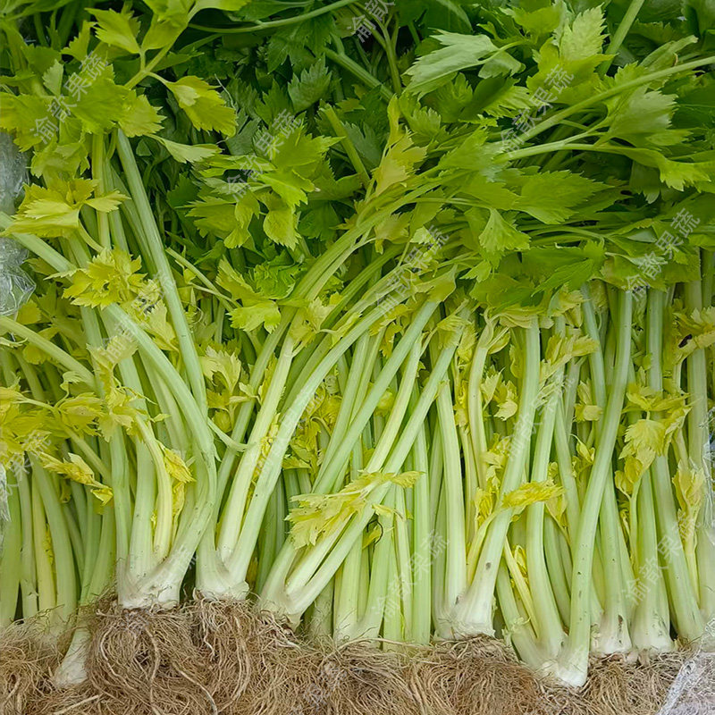 新鲜黄心芹脆嫩爽口新鲜蔬菜芹菜,水产肉类/新鲜蔬果/熟食,其它,淘宝优惠券,粉丝福利购,淘宝优惠卷