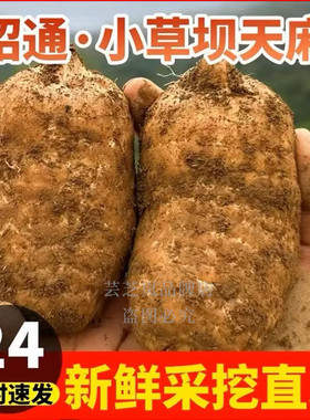 正宗云南昭通小草坝仿野生特级天麻新鲜头晕头痛礼盒天麻新鲜天麻