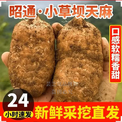 正宗云南昭通小草坝仿野生特级天麻新鲜头晕头痛礼盒天麻新鲜天麻