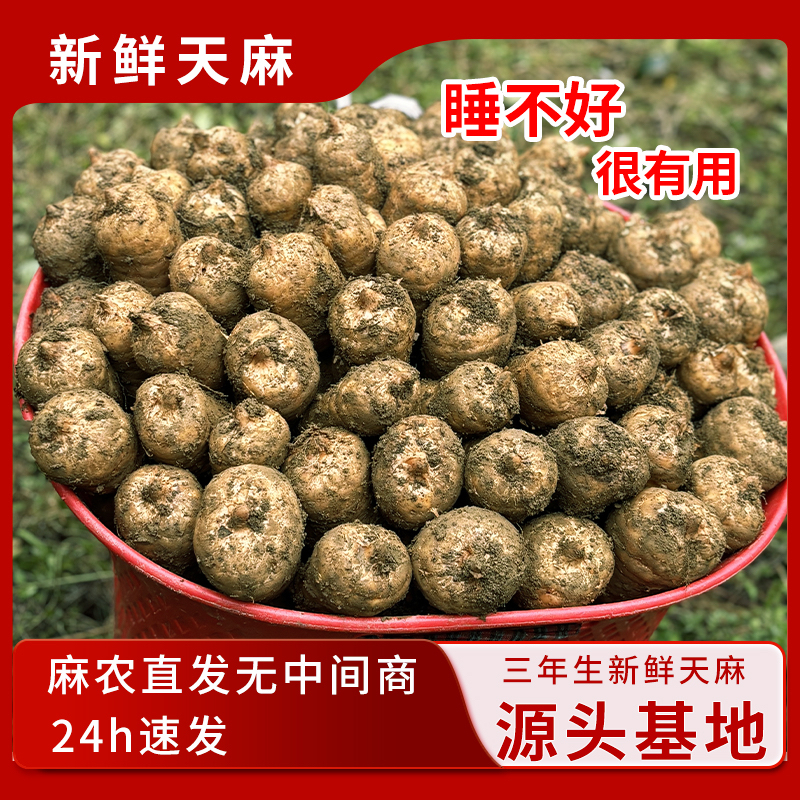 天麻新鲜云南昭通小草坝仿野生特级新鲜天麻包邮产地直发新鲜天麻