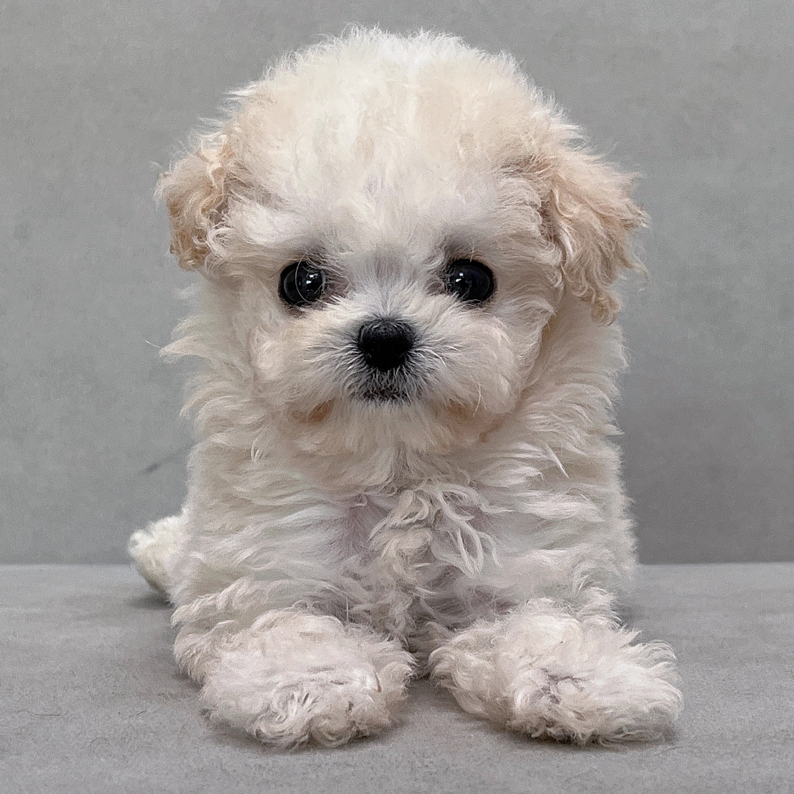 【笑脸萌宠】纯种泰迪幼犬长不大小型适合家养贵宾犬宠物狗