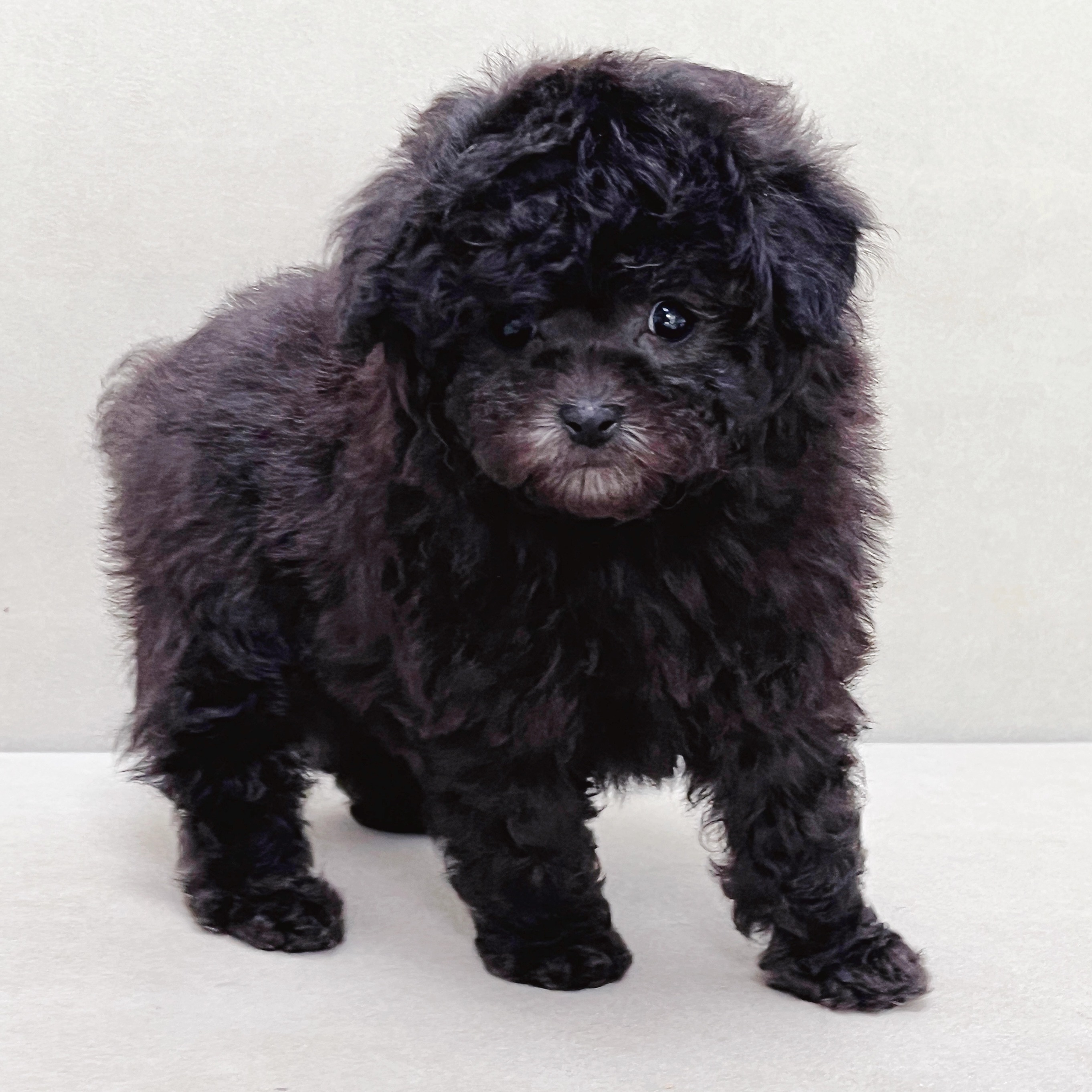 【笑脸萌宠】灰色贵宾犬幼崽小体卷毛狗活体宠物狗灰泰迪小狗