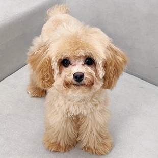 笑脸萌宠 小狗泰迪幼犬活体宠物狗狗香槟色泰迪犬贵宾犬小型犬