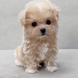 【笑脸萌宠】香槟色马尔泰泰迪幼犬狗狗小玩具体茶杯体贵宾犬