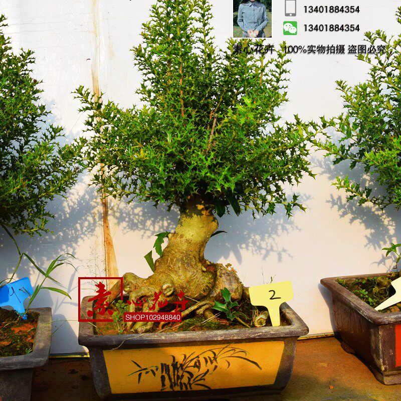 矮霸枸骨老虎刺猫儿刺鸟不宿狗骨苗有刺狗骨树桩盆景盆栽实物
