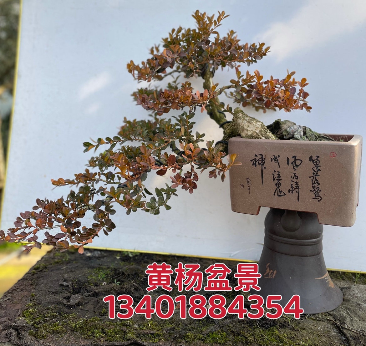 悬崖造型瓜子黄杨盆景 精品黄杨老桩实物 矮霸精品黄杨四季常青