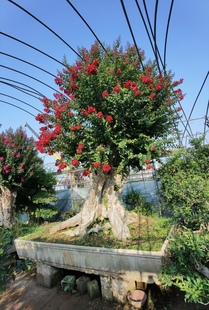 实物大型百日红花紫薇老桩紫薇花苗庭院景观树紫薇盆景造型树桩