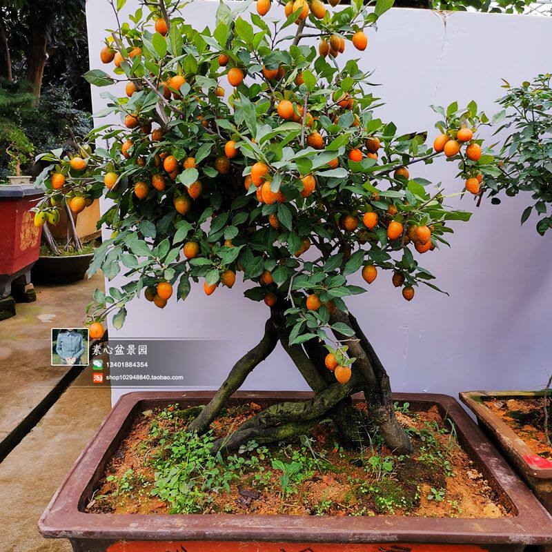 老鸦柿盆景树桩金弹子老桩原生态老鸦柿母桩野生老鸦柿包邮实物