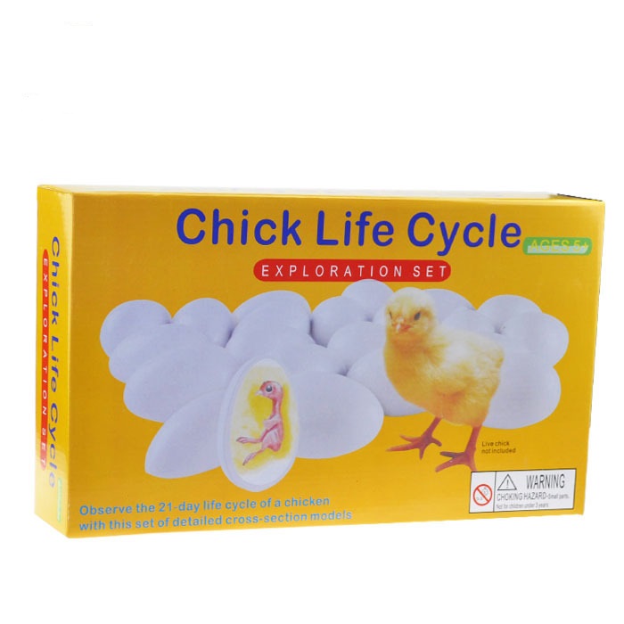 小鸡胚胎成长模型玩具孵化鸟类