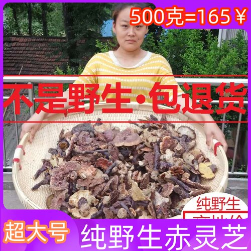 野生大灵芝整枝赤灵芝包邮500g