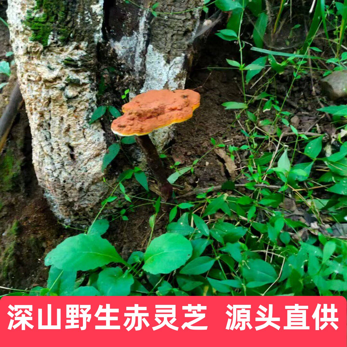 河南深山 野生灵芝 灵芝草 纯天然  赤灵芝 整枝 灵芝 500g