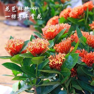 【带花苞】龙船花盆栽大红绣球花庭院四季开花盆栽阳台室外中国红