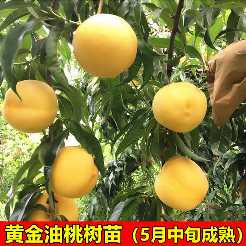 新品种油桃苗 黄金油桃树苗 嫁接桃树树苗 适合南方北方种植