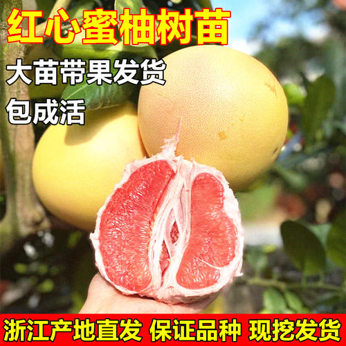 琯溪蜜柚苗红心蜜柚树苗柚子树苗