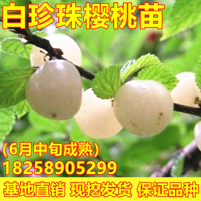 白樱桃树苗 白玉樱桃苗 白珍珠樱桃苗 南北方种植地栽盆栽果树苗