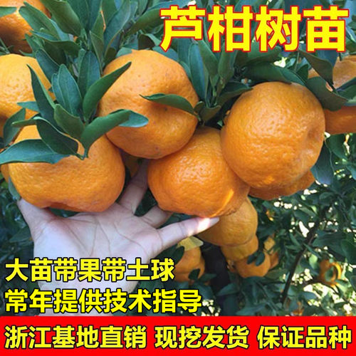 晚熟椪柑苗芦柑树苗岩溪晚芦