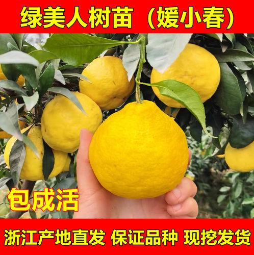 绿美人柑橘树苗媛小春柑桔苗