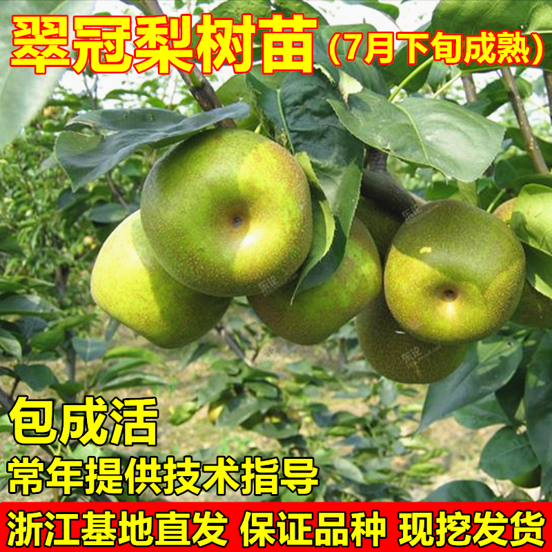 翠冠梨树苗南汇翠冠梨苗82梨树苗