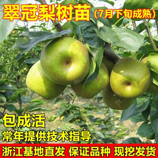 翠冠梨树苗 南汇翠冠梨苗 嫁接蜜梨苗 翠冠梨82梨树苗当年结果树