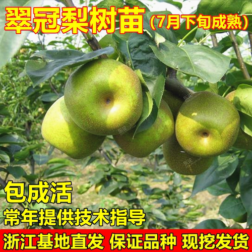 翠冠梨树苗南汇翠冠梨苗82梨树苗