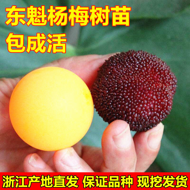 正宗嫁接东魁杨梅苗 杨梅树苗 南方北方种植果树苗 当年结果包邮
