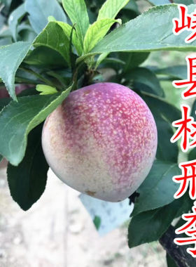 桃形李树苗桃形李苗李子树苗