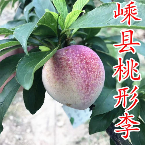 桃形李树苗桃形李苗李子树苗