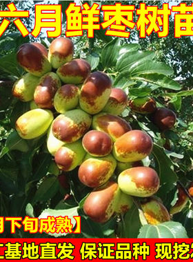 早熟鲜枣苗六月鲜枣树苗枣子树苗