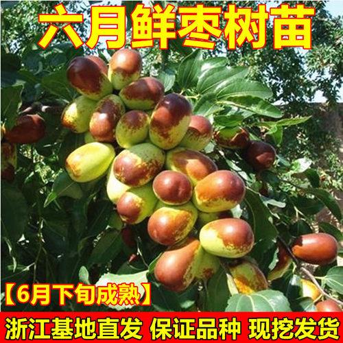 早熟鲜枣苗六月鲜枣树苗枣子树苗