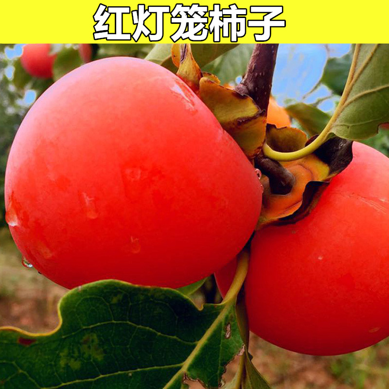 中农红灯笼柿树苗柿子树苗