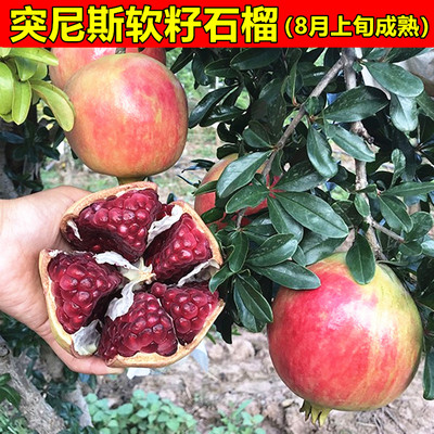 河阴软籽石榴苗 突尼斯软籽石榴苗 中农红大石榴树苗盆栽地栽果树