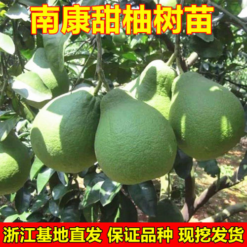 南康甜柚苗白肉柚子苗斋婆柚树苗